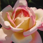 Single Cherry Parfait Rose